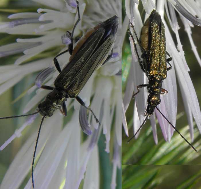 Oedemera sp.